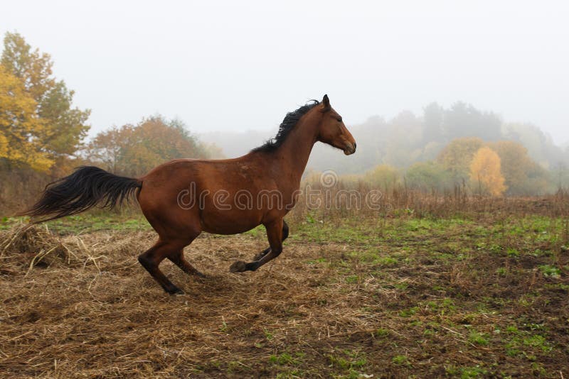 Running horse in the fog stock image Running horse in the fog stock image
