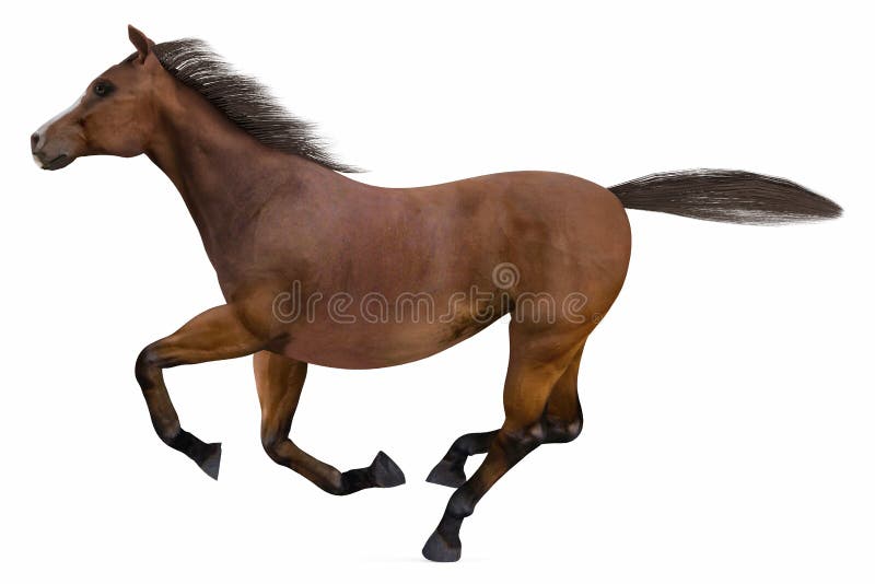 33 815 Running Horse Photos Free Royalty Free Stock Photos From Dreamstime