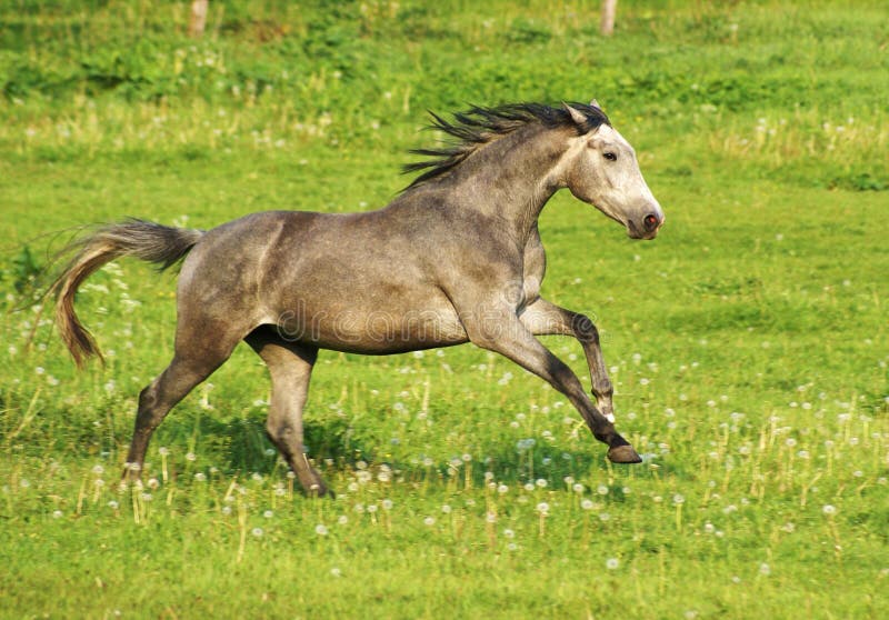 Running Horse stock photo. Image of ponies, wild, ungulates 36755842