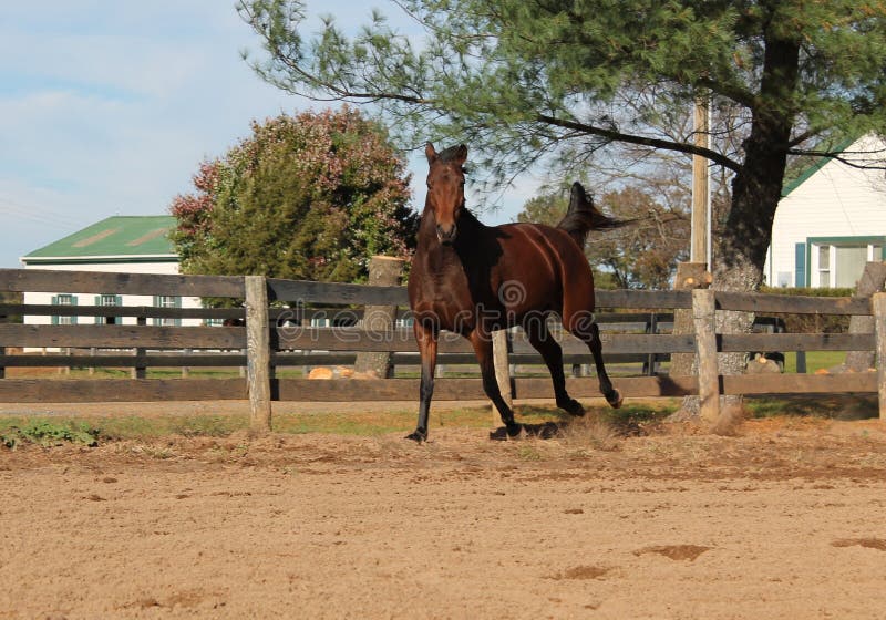 190 Sliding Horse Stock Photos Free & RoyaltyFree Stock Photos from