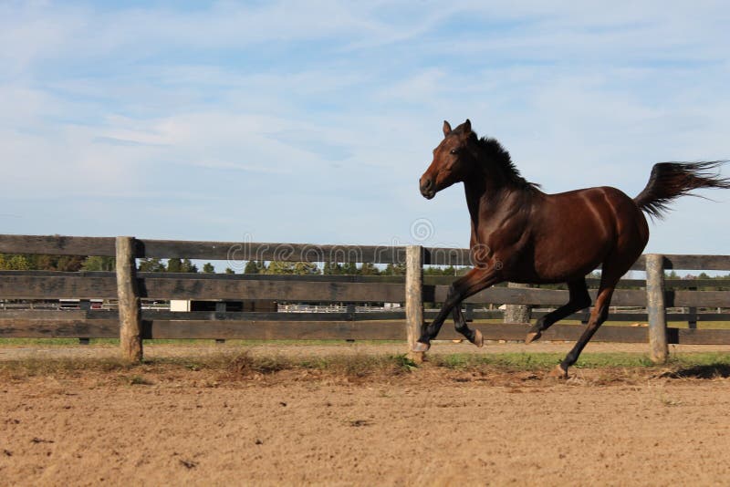 190 Sliding Horse Stock Photos Free & RoyaltyFree Stock Photos from