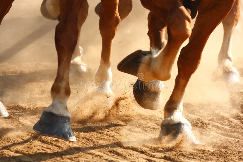 Sobre el pezunas de caballos correr través de polvoriento.