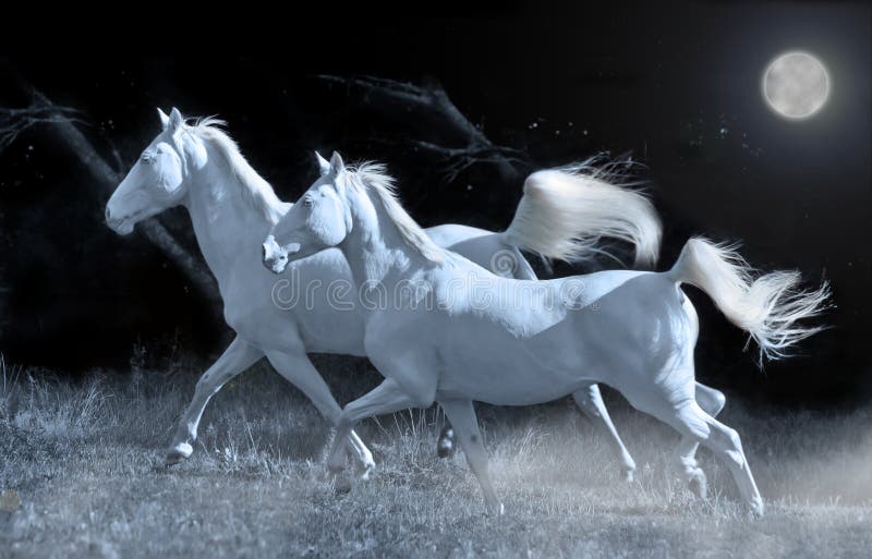 Running Horses in the Night Stock Image Image of movement, animal