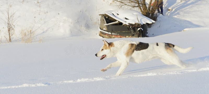 Running Husky