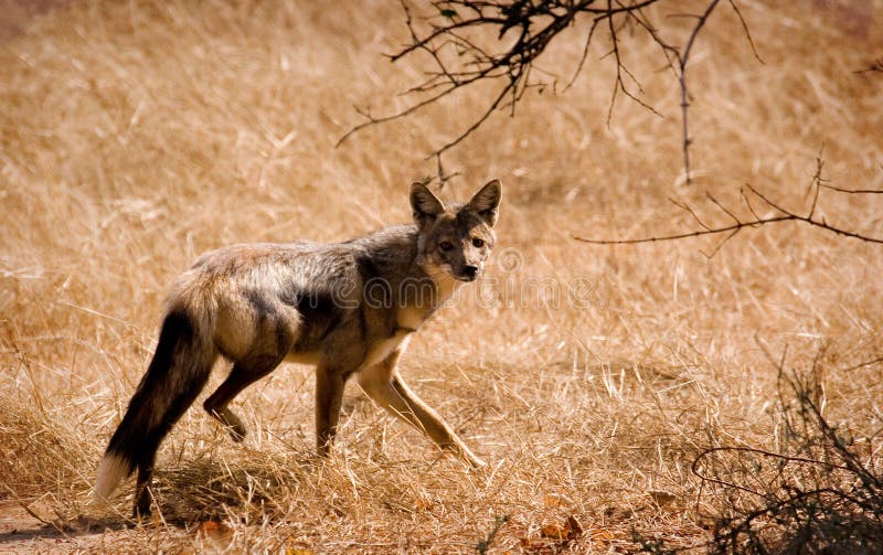 Running jackal royalty free stock image