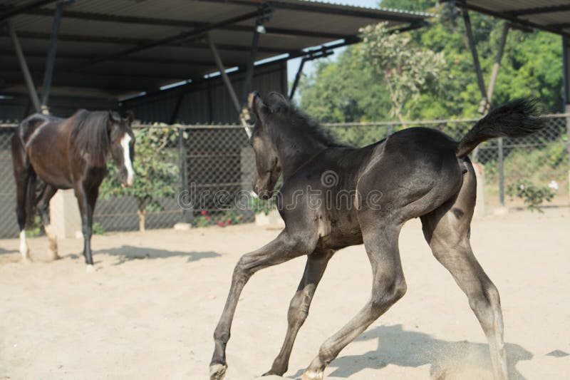 Running Marwari black colt in paddock. India