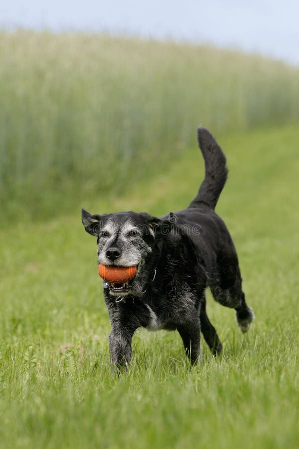 Running older dog