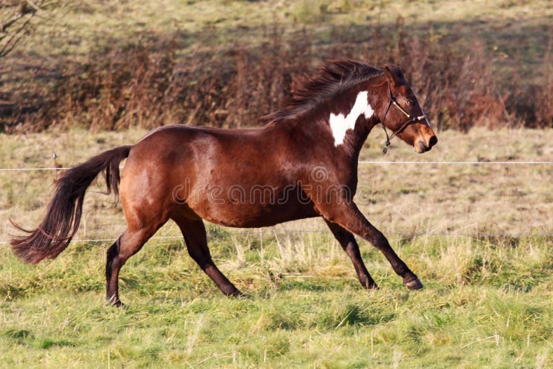 Running Paint Horse