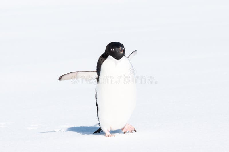 Running Penguin in the Snow royalty free stock photos