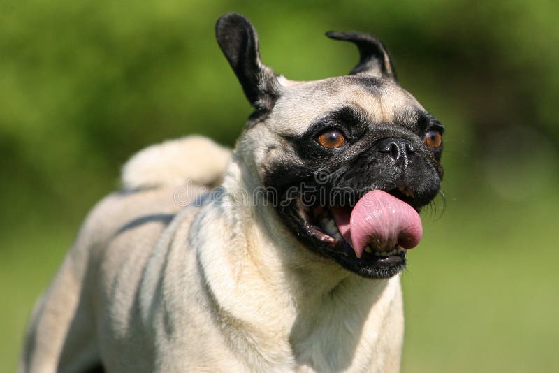 Close-up von einem Laufenden Mops.