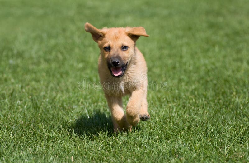 Happy dog running stock photo. Image of tongue, summer 33122148