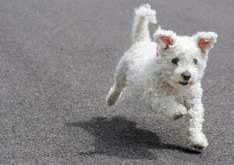 Carino Bichon Frise cucciolo di cane che corre zampe non tocca la terra.