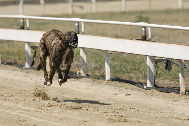 Running Racing Greyhound Dog on Racing Track Stock Photo Image of