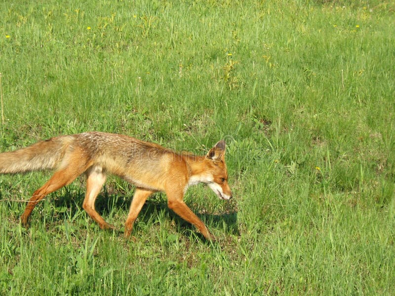 Running Red Fox in May in the Central Russia