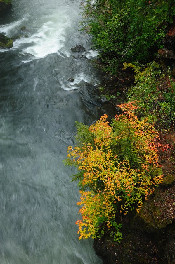 Running river and autumn leaves stock image
