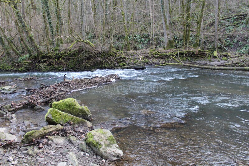 Running river in forest royalty free stock images