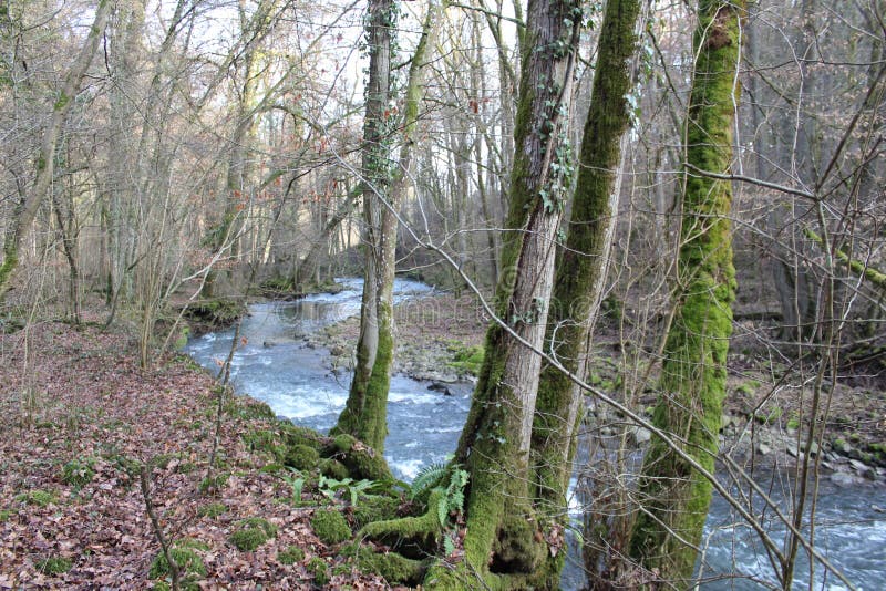 Running river trough trees stock images