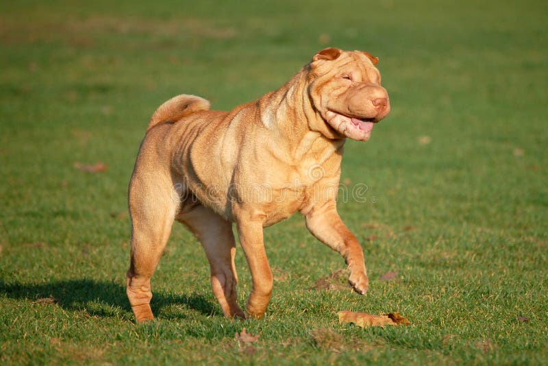 apricot dilute shar pei