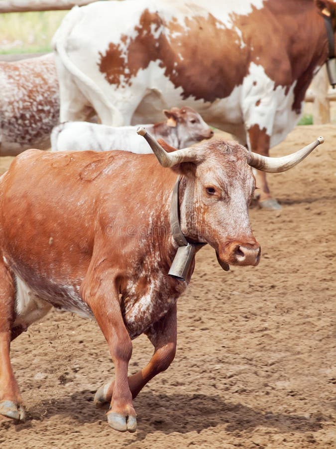 Spanish milk bull and cow stock photo. Image of spanish 25089964
