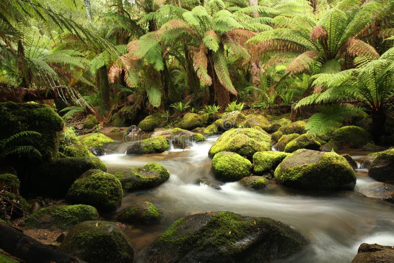 Bush stock photo. Image of river, moss, bush, fresh, fern - 29745786