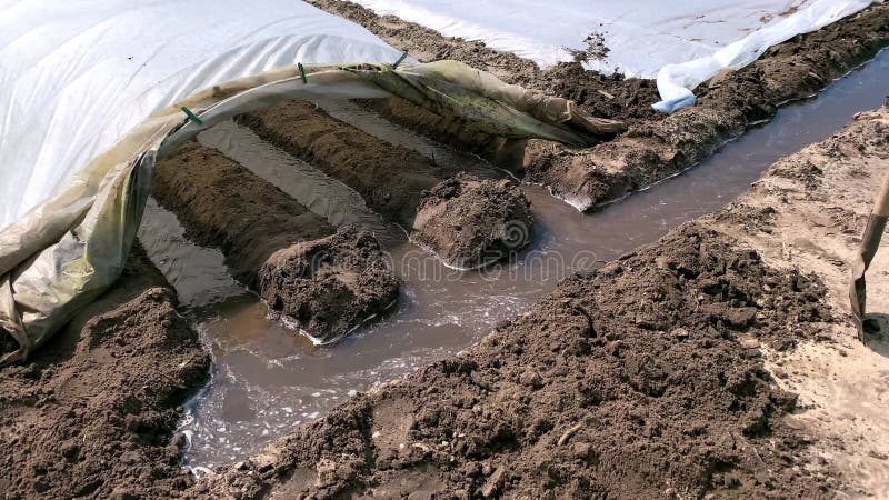 Running water under spunbond for potato plantation irrigation in early spring. Stimulating crop growth