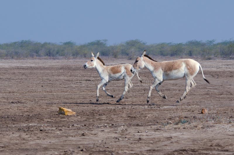 Running wild stock photo. Image of patdi, wildlife, animals - 111271060