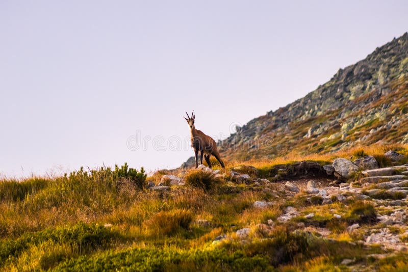 Rupicapra Tatrica do Rupicapra da cabra de montanha aliás em Tatras alto, Eslováquia fotografia de stock Rupicapra Tatrica do Rupicapra da cabra de montanha aliás em Tatras alto, Eslováquia fotografia de stock