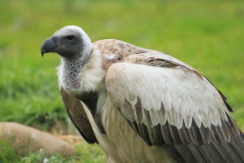 Griffon vulture stock image. Image of animal, nature - 26191913