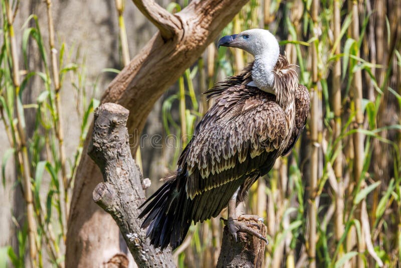 A Ruppell's griffon vulture, Gyps rueppelli, a large bird of prey endemic to the Sahel region of Africa. royalty free stock photography