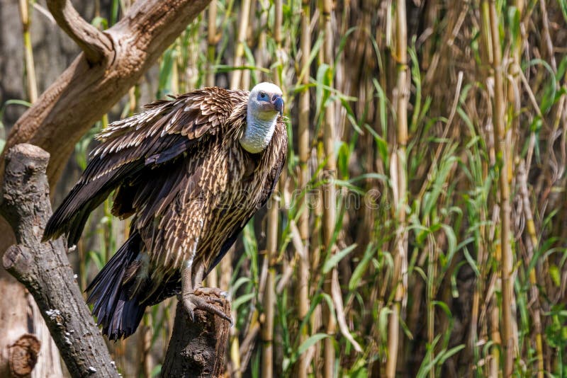 A Ruppell's griffon vulture, Gyps rueppelli, a large bird of prey endemic to the Sahel region of Africa stock photography