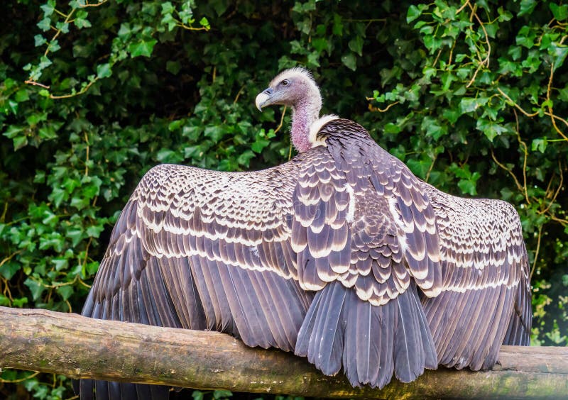 Beautiful Griffon Vulture Bird Spreading His Wings Open Showing All His ...