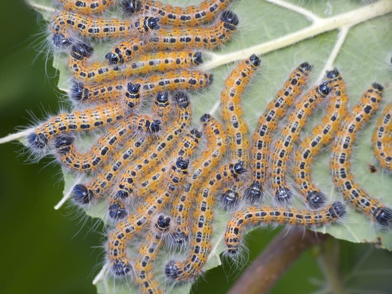 Rupsband stock foto. Image of installaties, nave, stadium 13964044