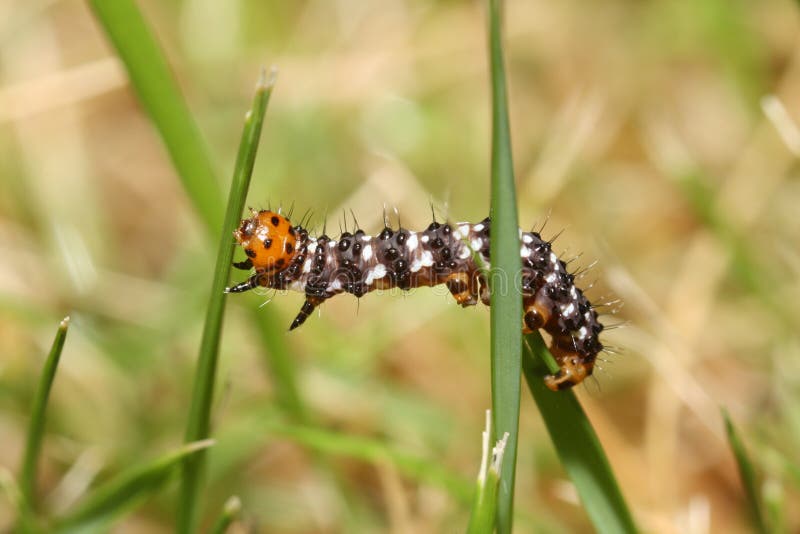 Rupsband stock foto. Image of nave, rupsband, leven, gras 5549744