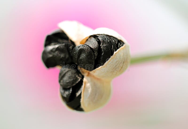 Ruptured flower seed pod