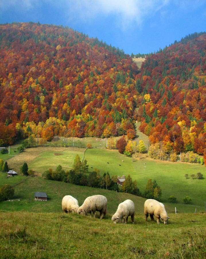 Rural autumn landscape with sheeps