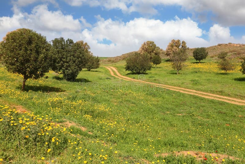 The rural dirt road, field and trees