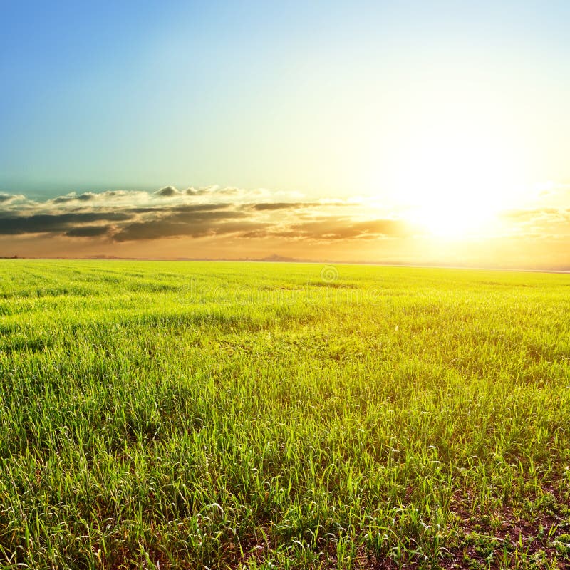 Rural field at the early morning