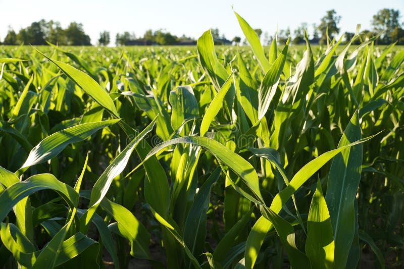 Corn Leaves Overexposed by the Rays of the Setting Sun. Stock Photo