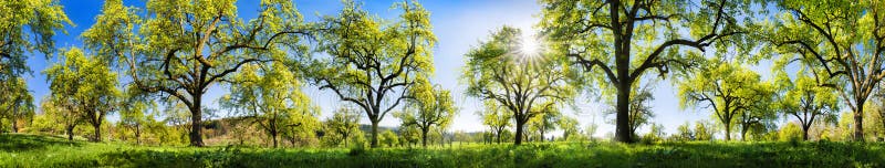 Panoramic rural landscape on a glorious sunny spring day, with fresh green foliage of fruit trees on a meadow, the sun and blue sky