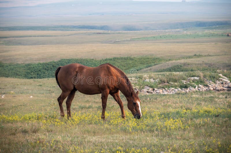 Rural landscape with grazing horses