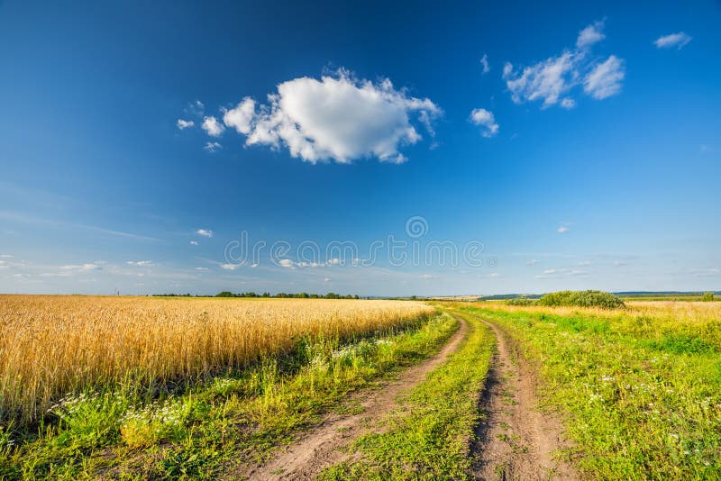 Rural landscape with ground road, wheat field and blue sky in a countryside