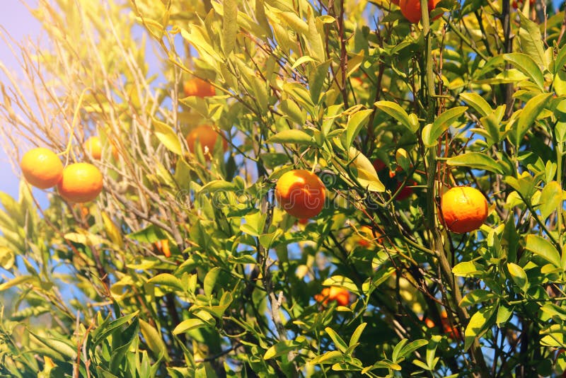 Rural landscape image of orange trees in the citrus plantation. Season stock photo image stock images, royalty-free photos and pictures