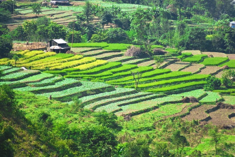 Vista panoramica dei campi agricoli in campagna nei pressi di Varanasi, India.