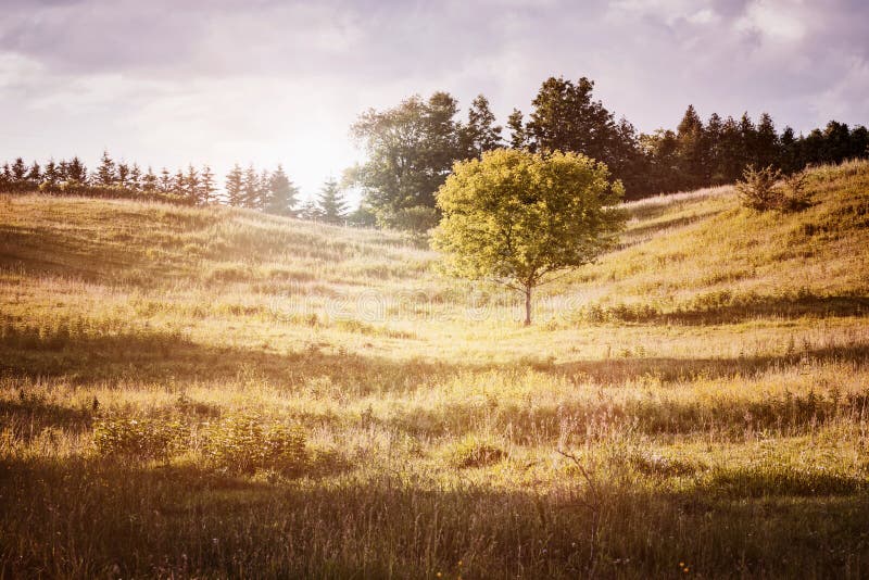 Rural landscape with single tree