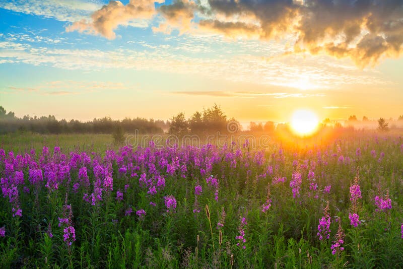 Rural landscape with the sunrise, a blossoming meadow and fog