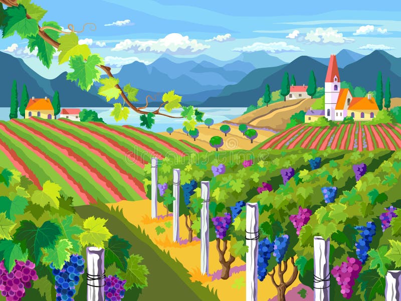Rural landscape. Vineyard and grapes bunches. vector illustration Rural landscape. Vineyard and grapes bunches. vector illustration