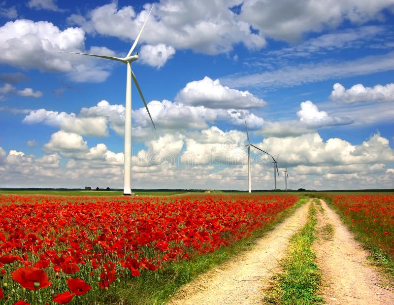 Rural landscape with wind turbines on poppies plan