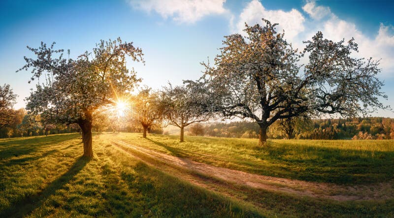 Rural paradise landscape with the sun rising behind blossoming trees stock image