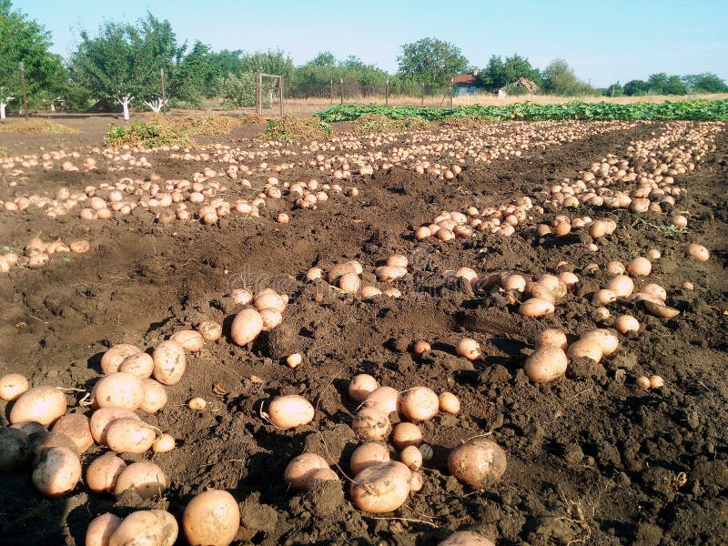 fs19 planting potatoes field 8 us map fs19 planting potatoes field 8 us map