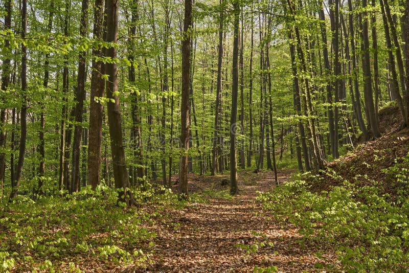 Rural road in the forest stock photo. Image of scenery 90741948